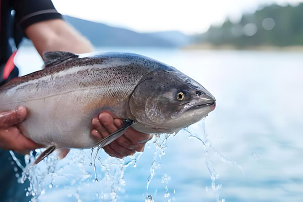 三文魚