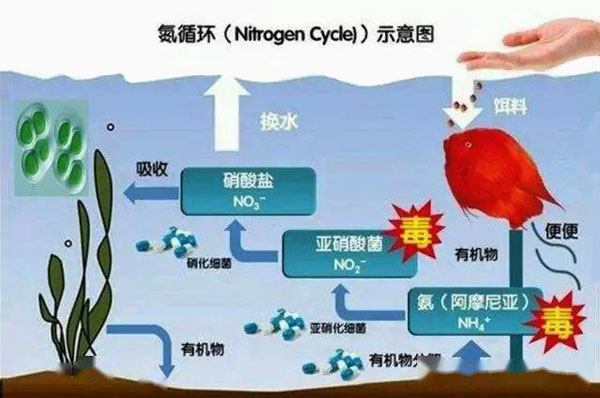 亞硝酸鹽轉(zhuǎn)化流程